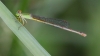 J19_9238 Ceriagrion coromandelianum female